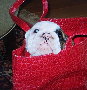 English bulldog  in a purse