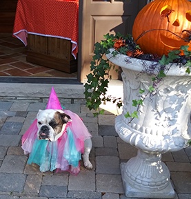 English bulldog in a costume